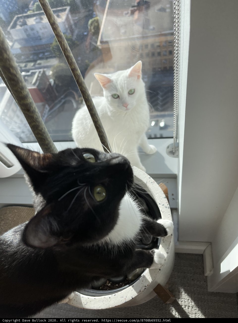 Windowsill Watcher