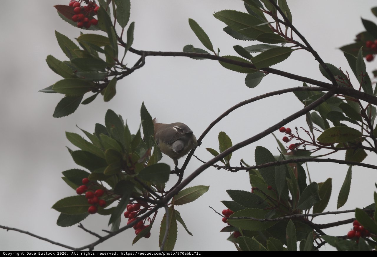 Small Bird Perched Among Red Berries and Green Leaves