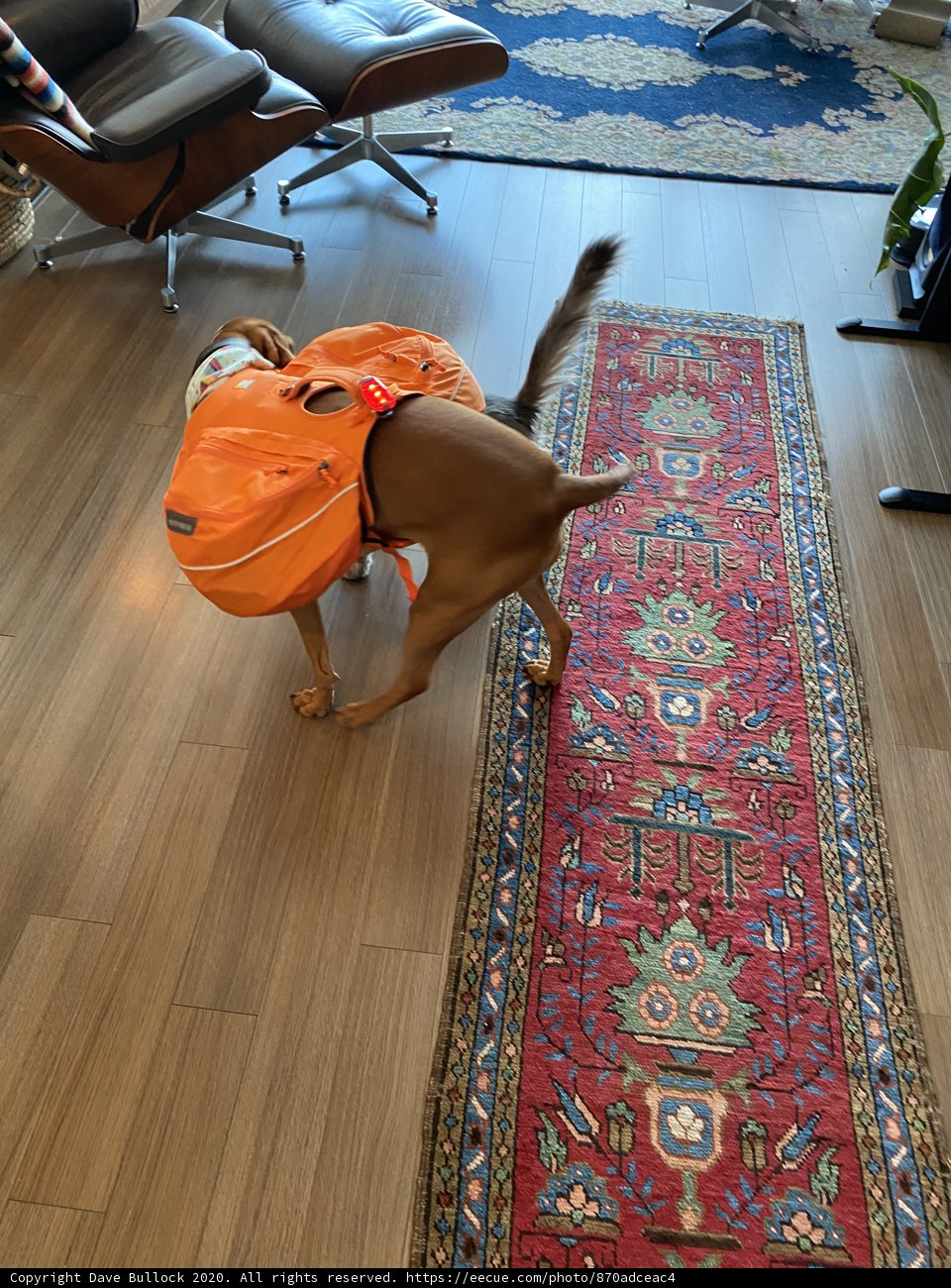 The Canine Home Decor