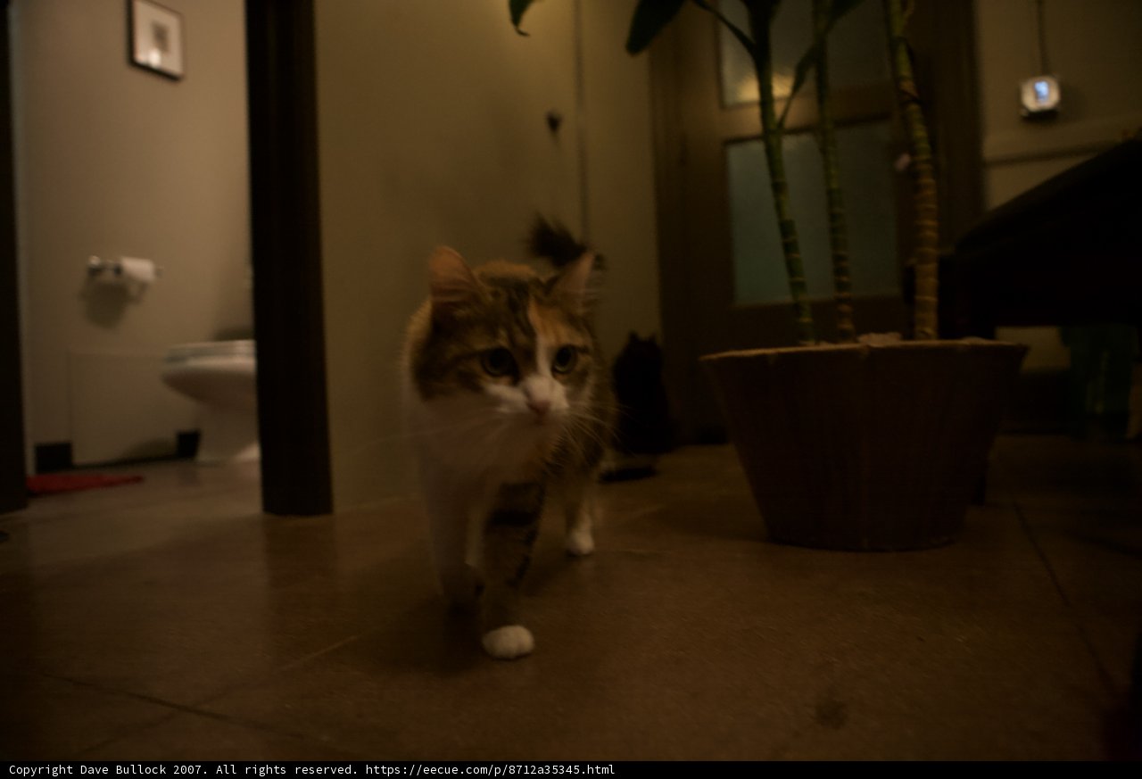 Feline Explorer in the Night