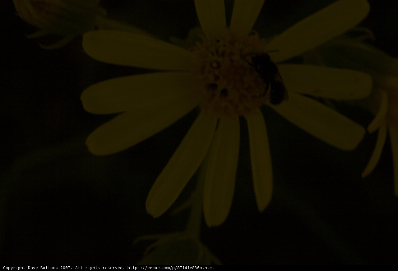 A Busy Bee on a Daisy