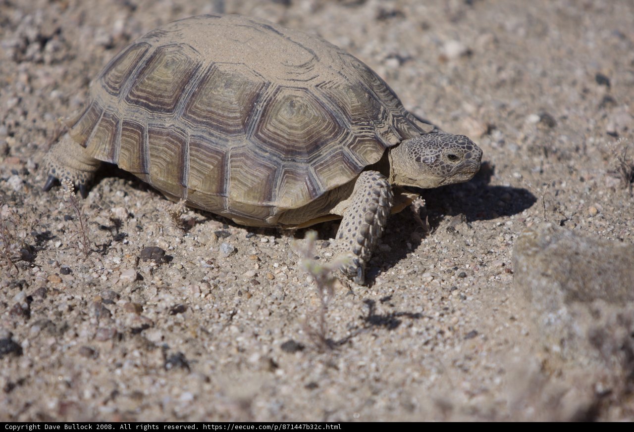 Desert Dweller