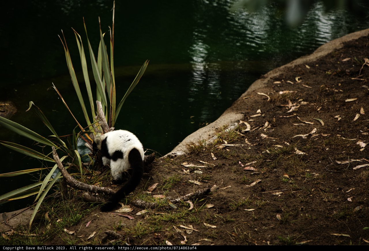 High-Perched Feline at SF Zoo