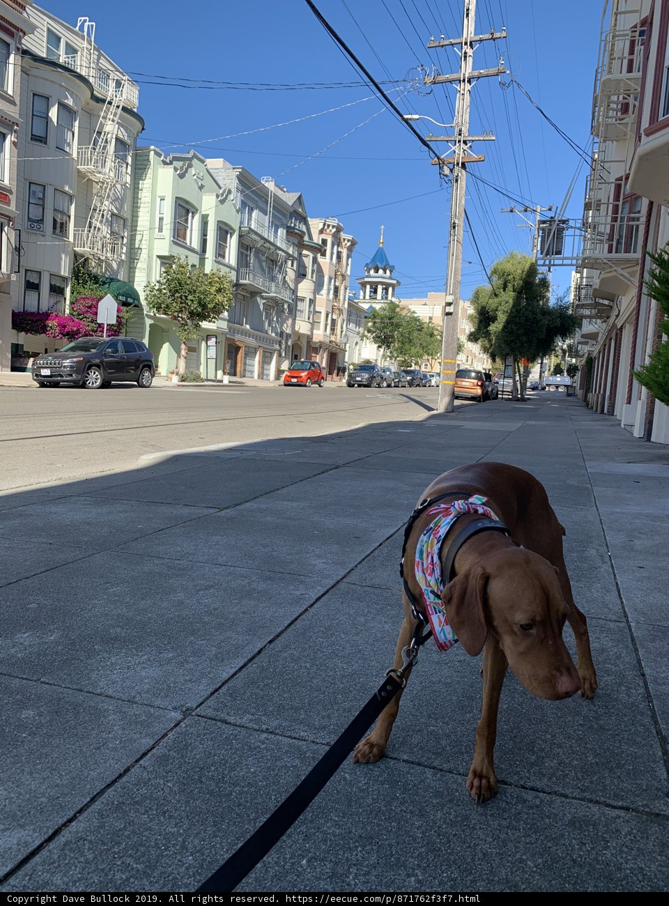 A Canine Stroll in the City