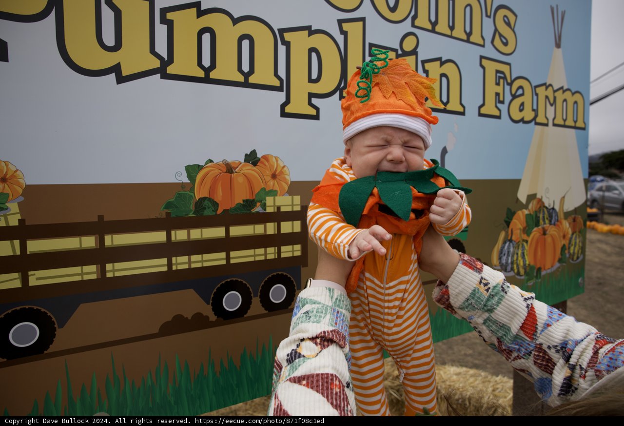 Pumpkin Patch Cuteness