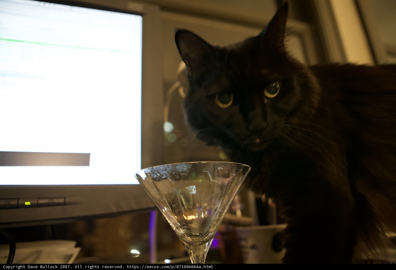 Nighttime Companion