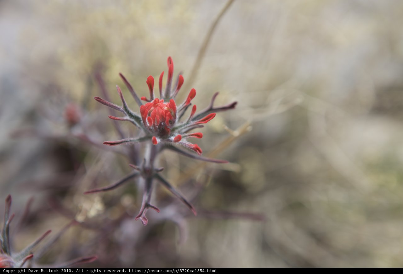 Vibrant Red Flower Blooms in the Desert Sands
