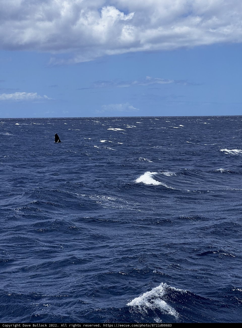 Soaring Above the Pacific