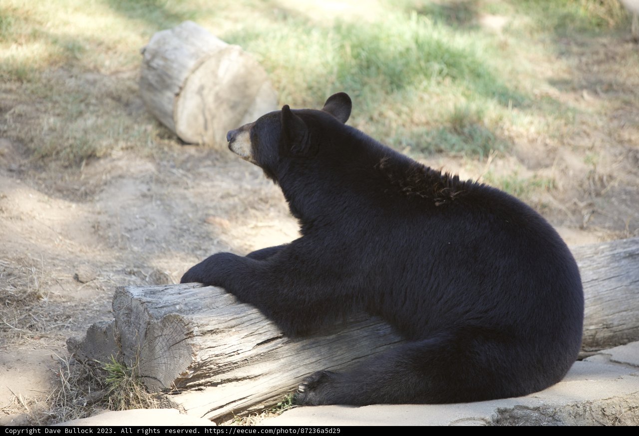 A Thoughtful Pause: Black Bear at SF Zoo