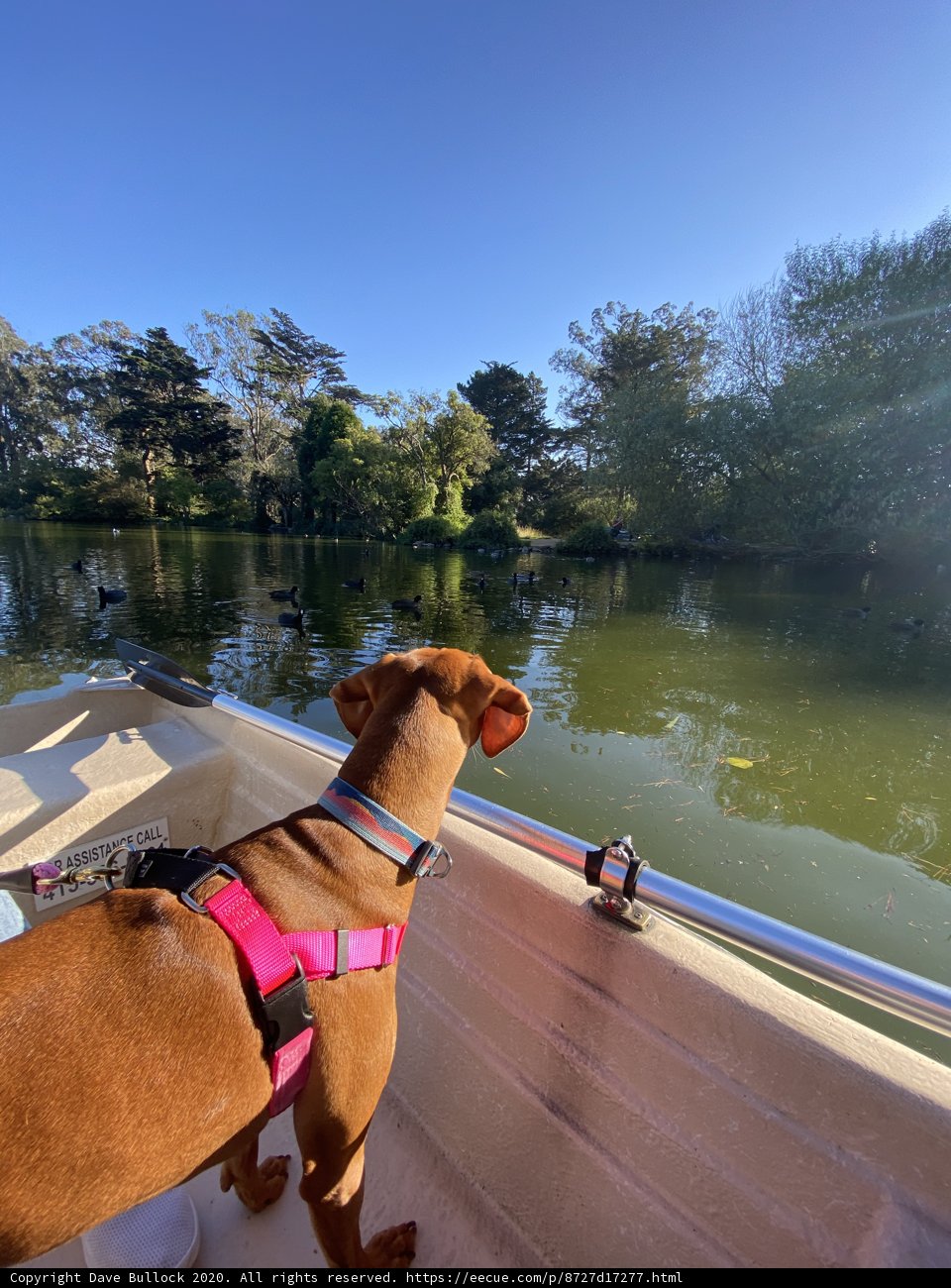 Pink-Harnessed Pup Sails the San Francisco Bay