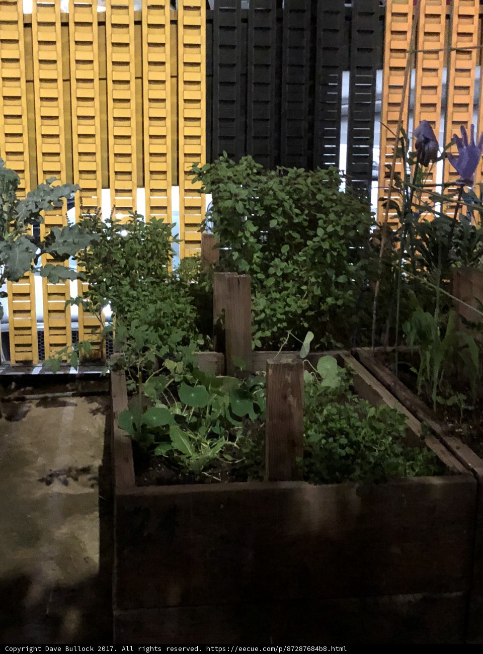 A Herb Garden in the City