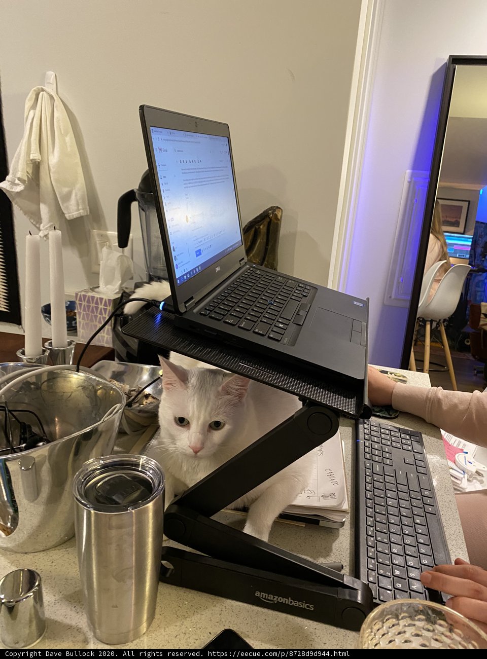 Productive Work with Feline Companionship