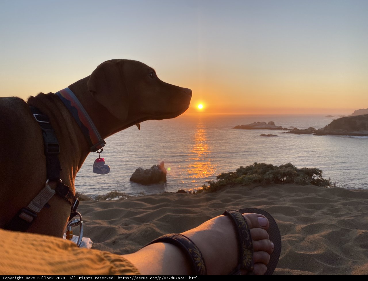 Canine Companion at Sunset Beach