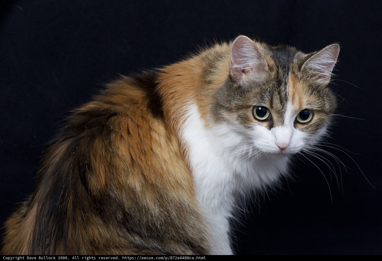 Calico Cat on a Black Canvas
