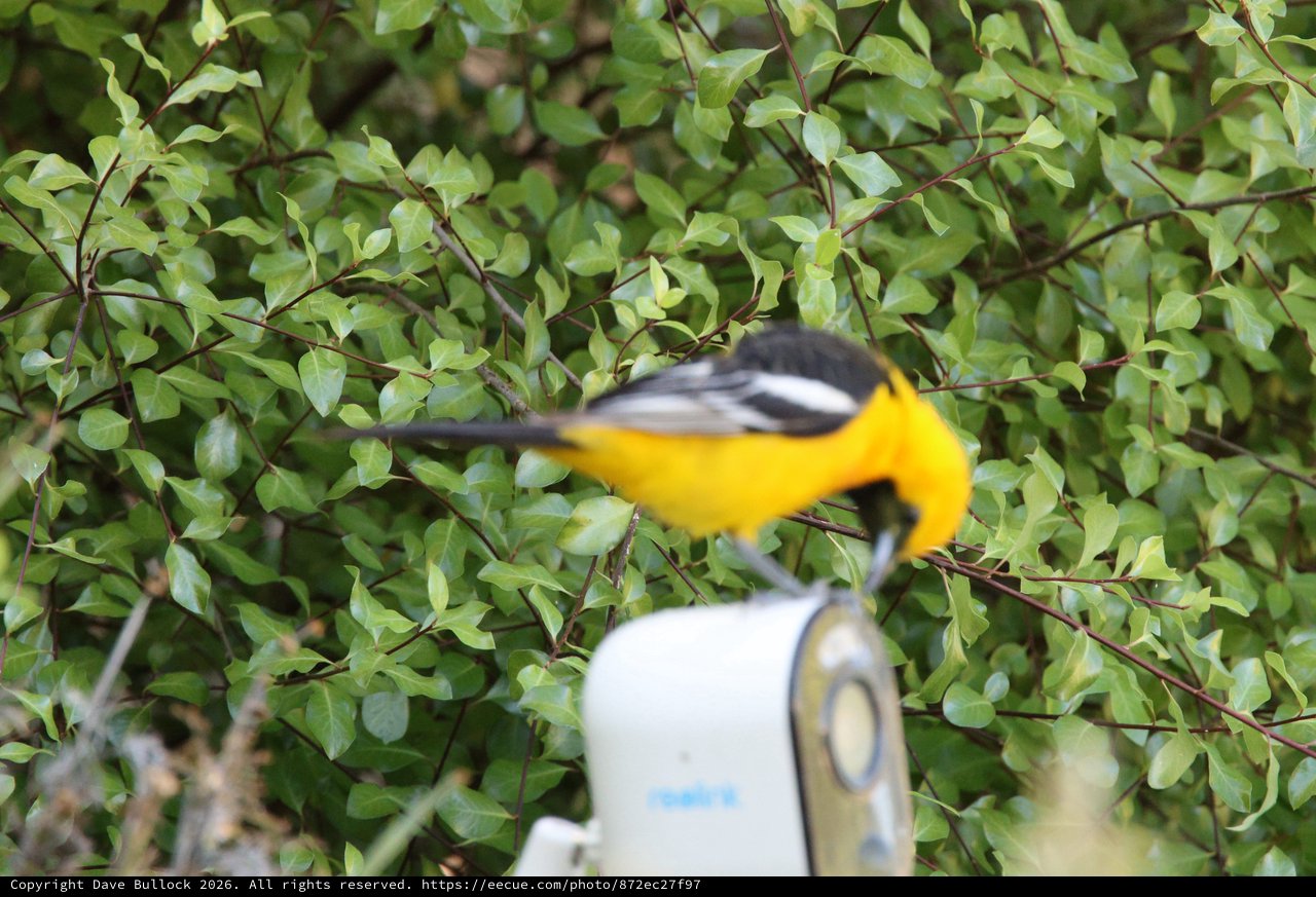 Hooded Oriole in Flight Captured Mid-Motion