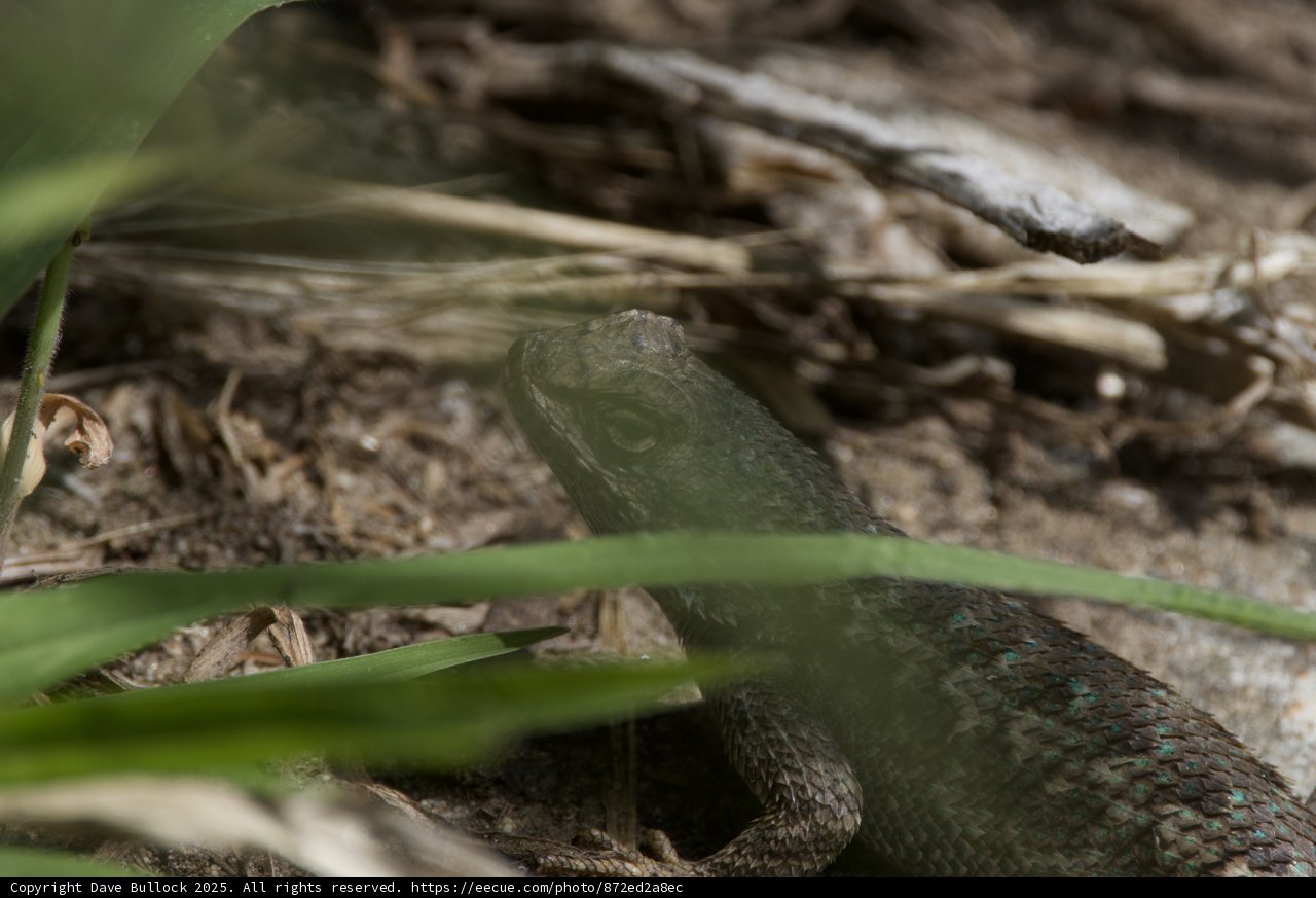 Nature's Camouflage