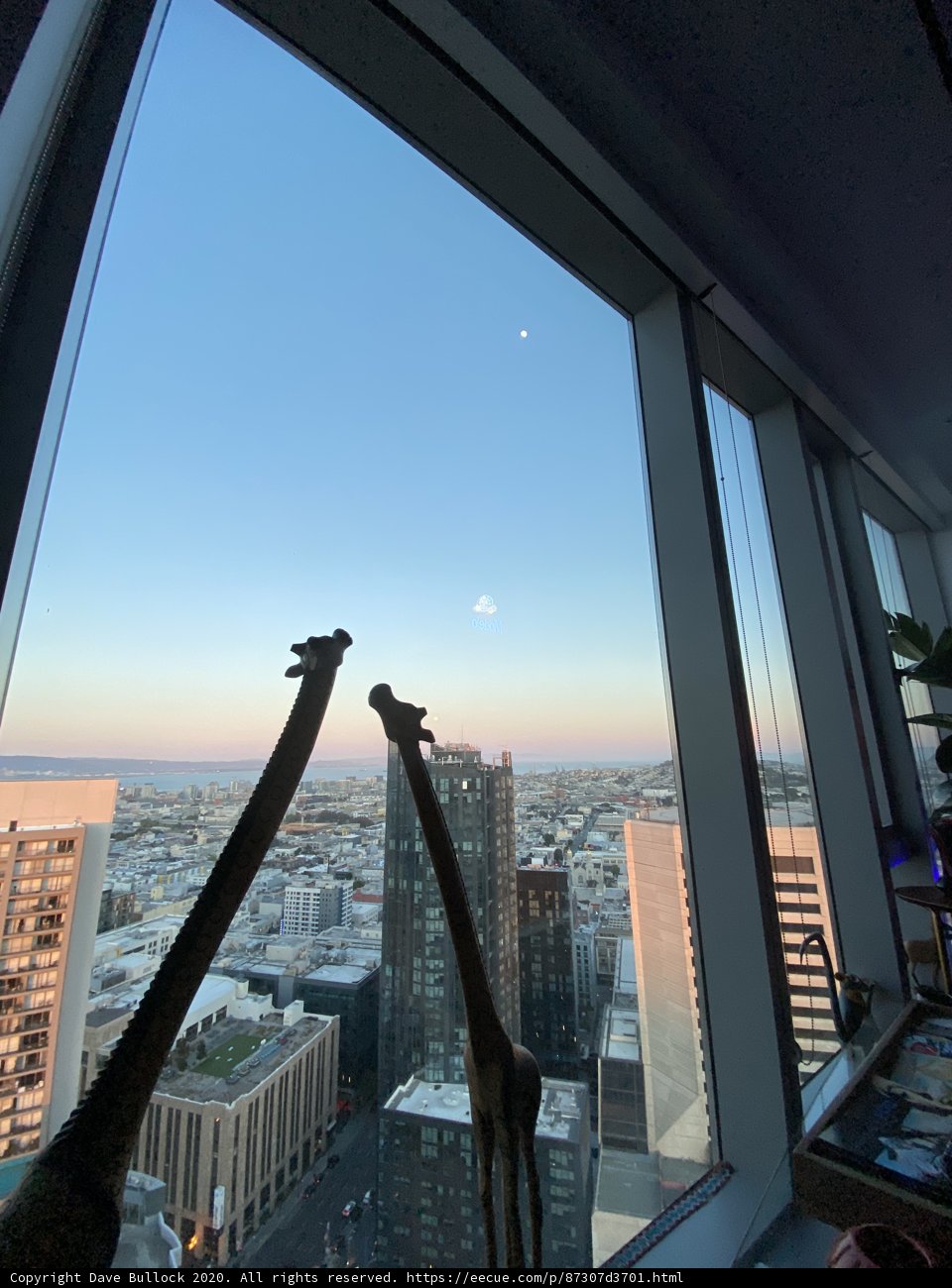 Giraffes Meet the City