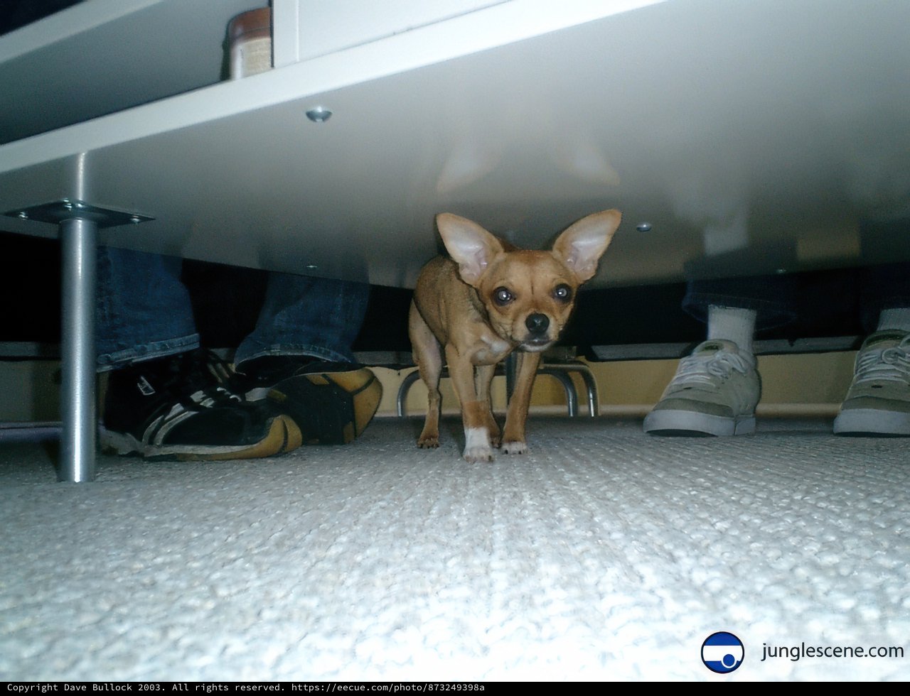 Hiding Pup