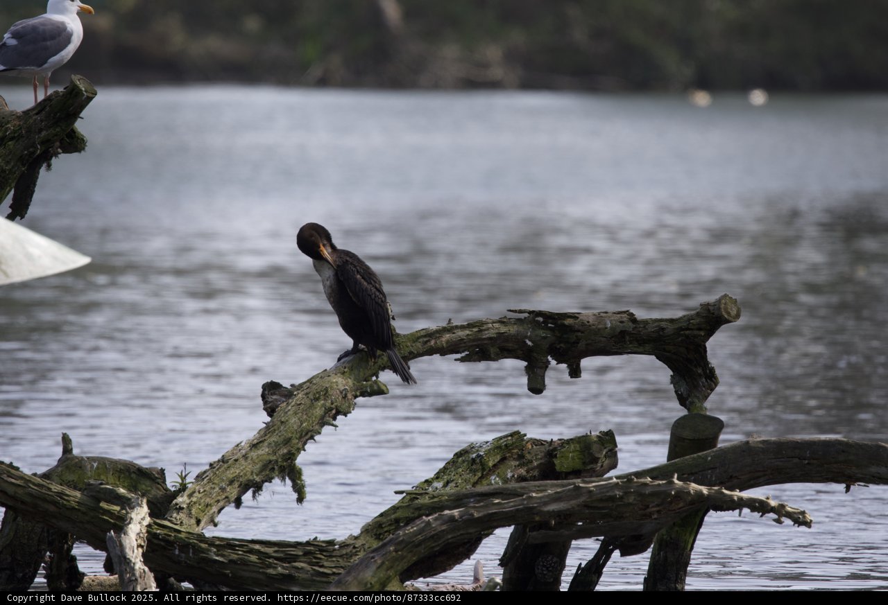 Restful Perch on Driftwood
