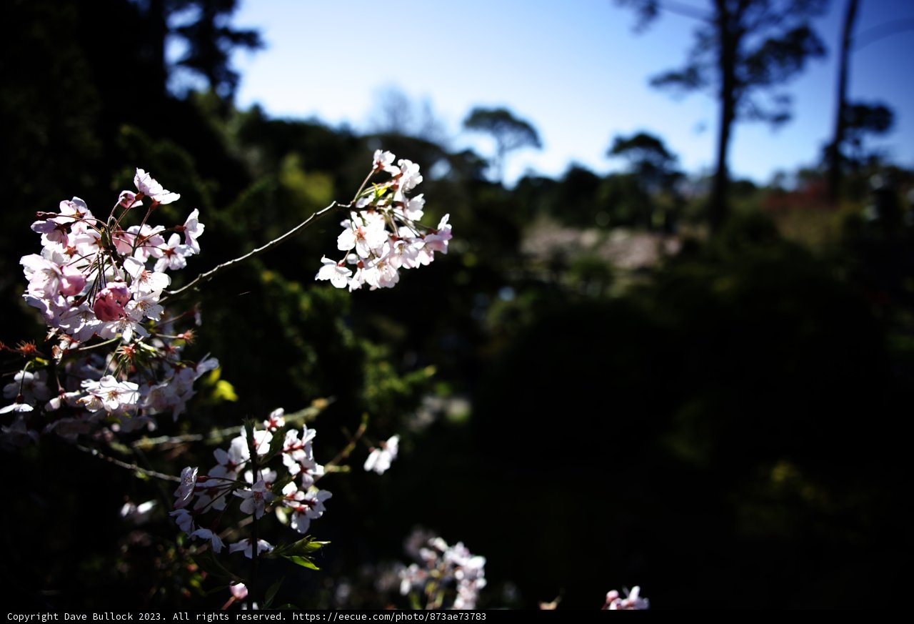 Cherry Blossoms in the Japanese Tea Garden