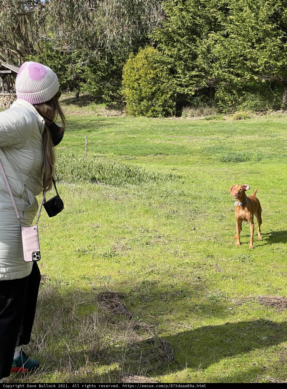 Picture Perfect Pup in the Pasture