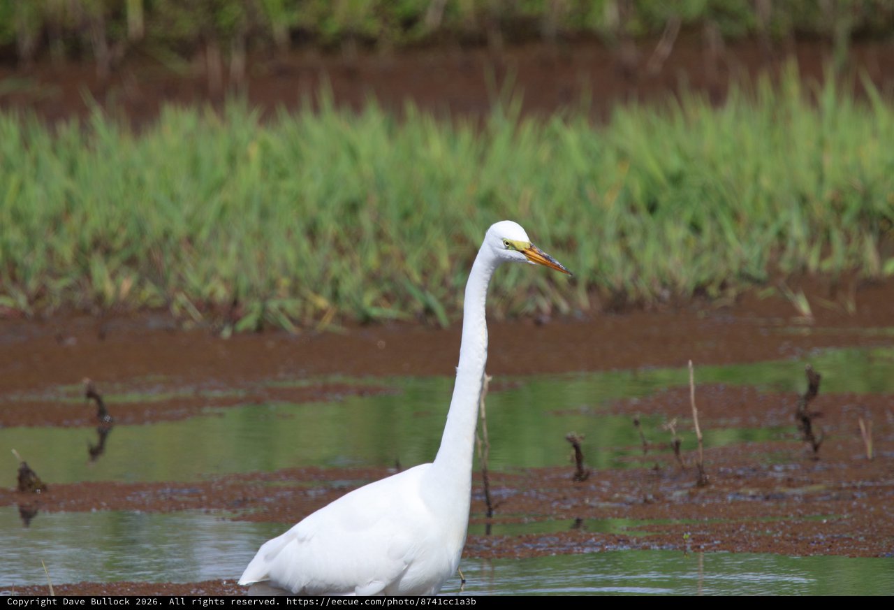 Great Egret Wading in Shallow Wetland Waters