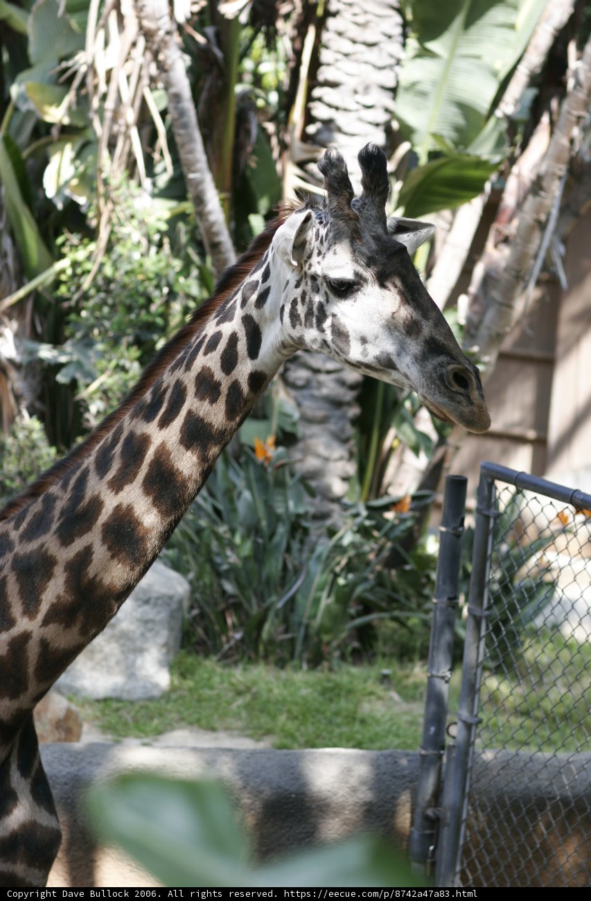 Giraffe in the Zoo