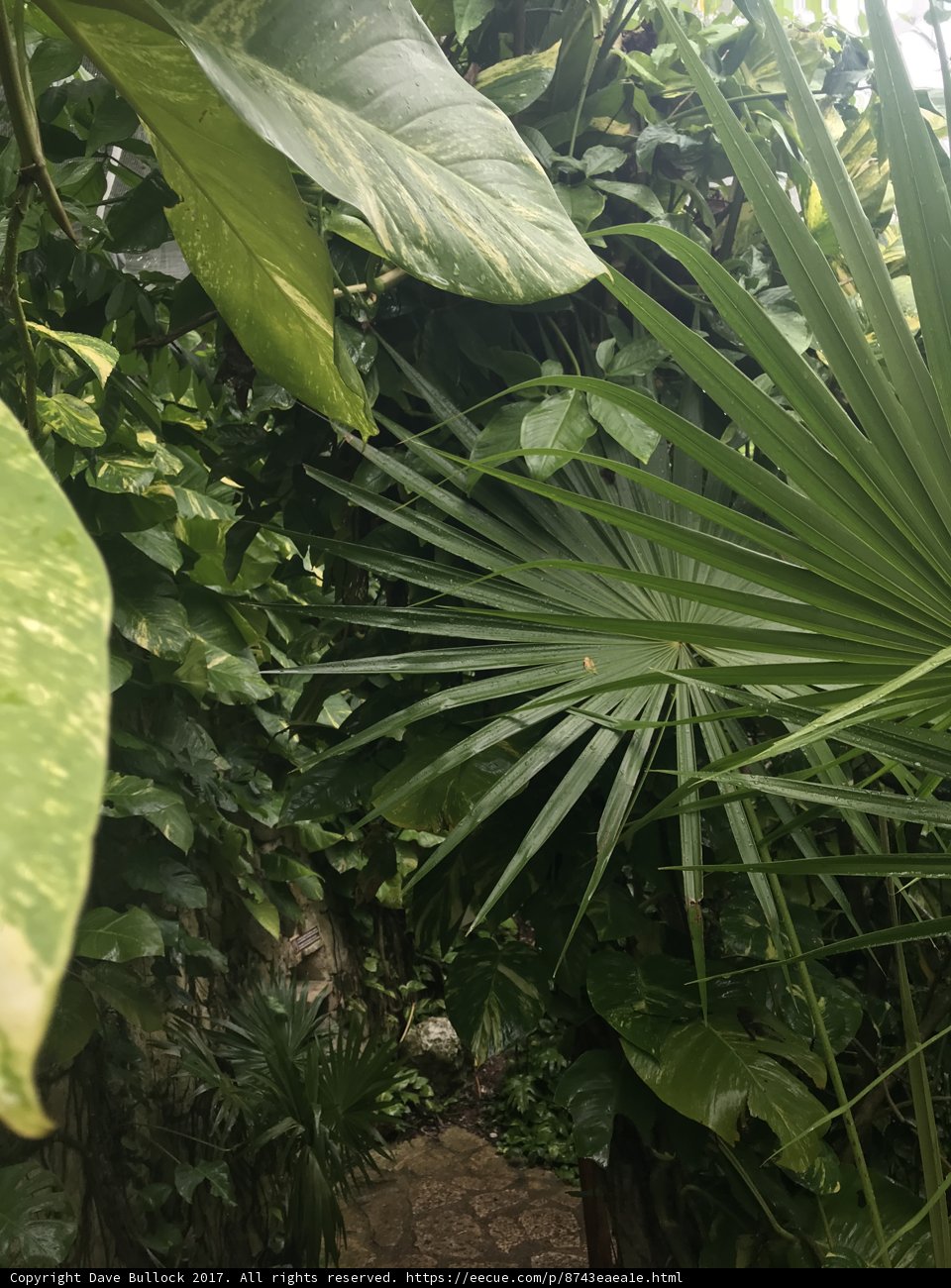 Wandering through the Lush Jungle