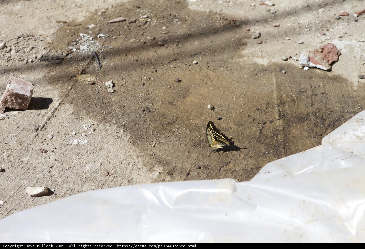 A Fragile Life Amidst Waste