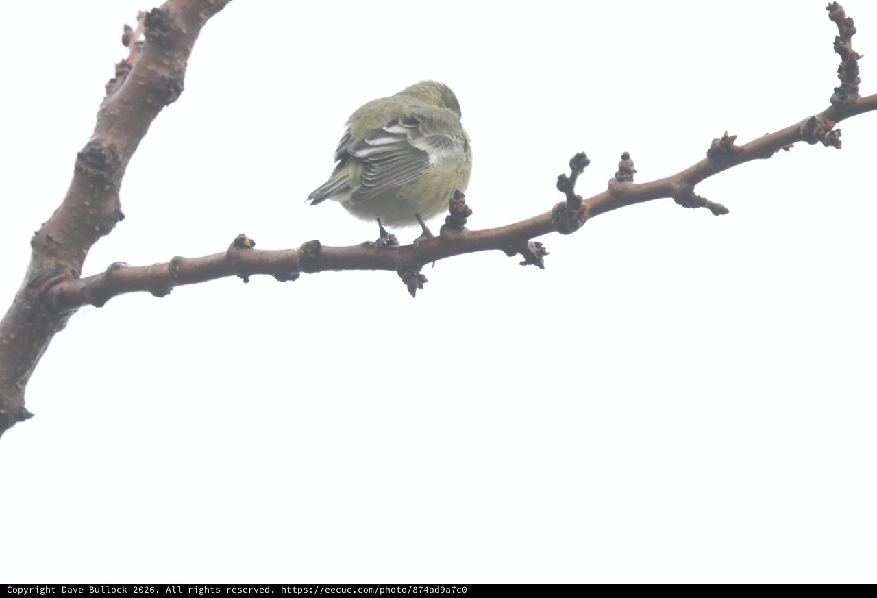 Fluffed Warbler Resting on Winter Branch