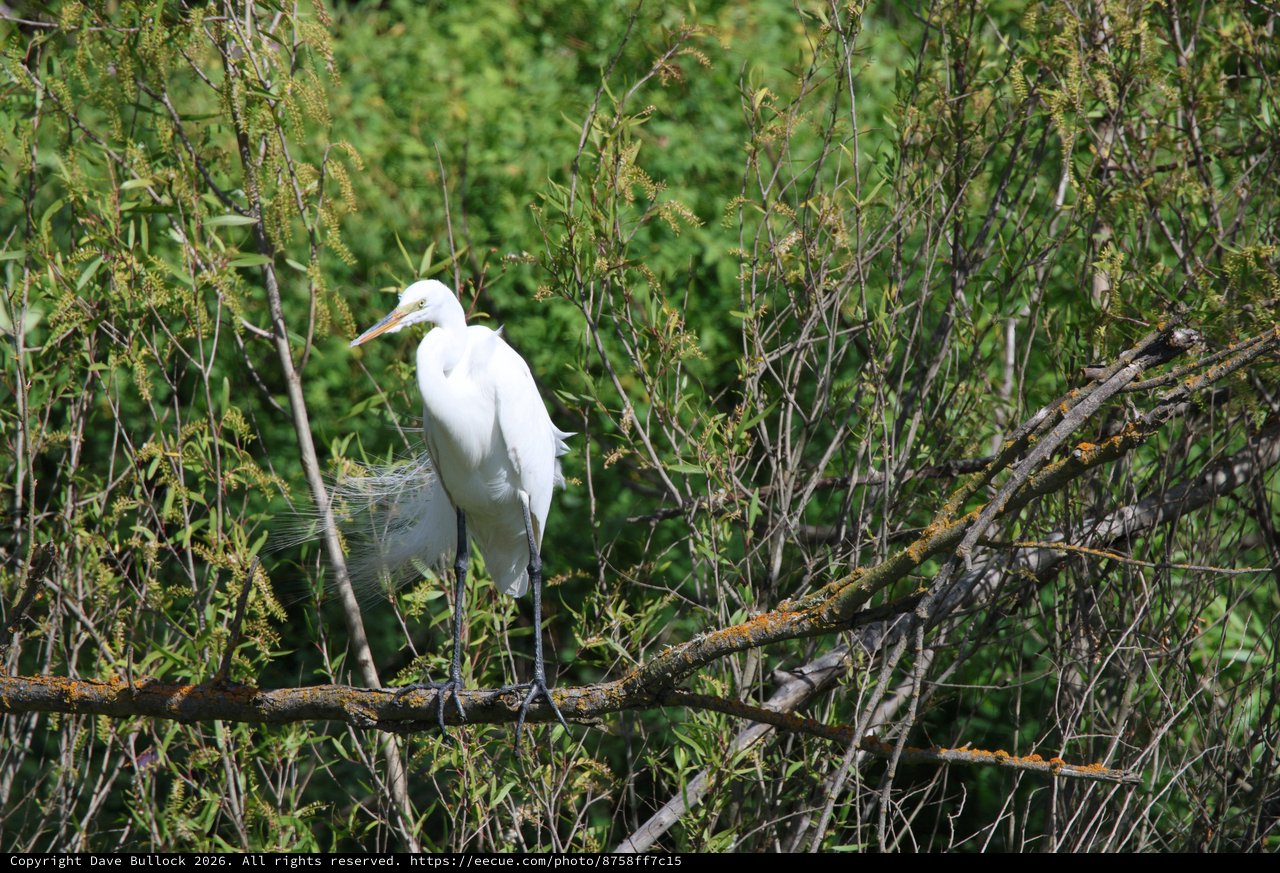 Great Egret Perched Among Spring Willows at Dusk
