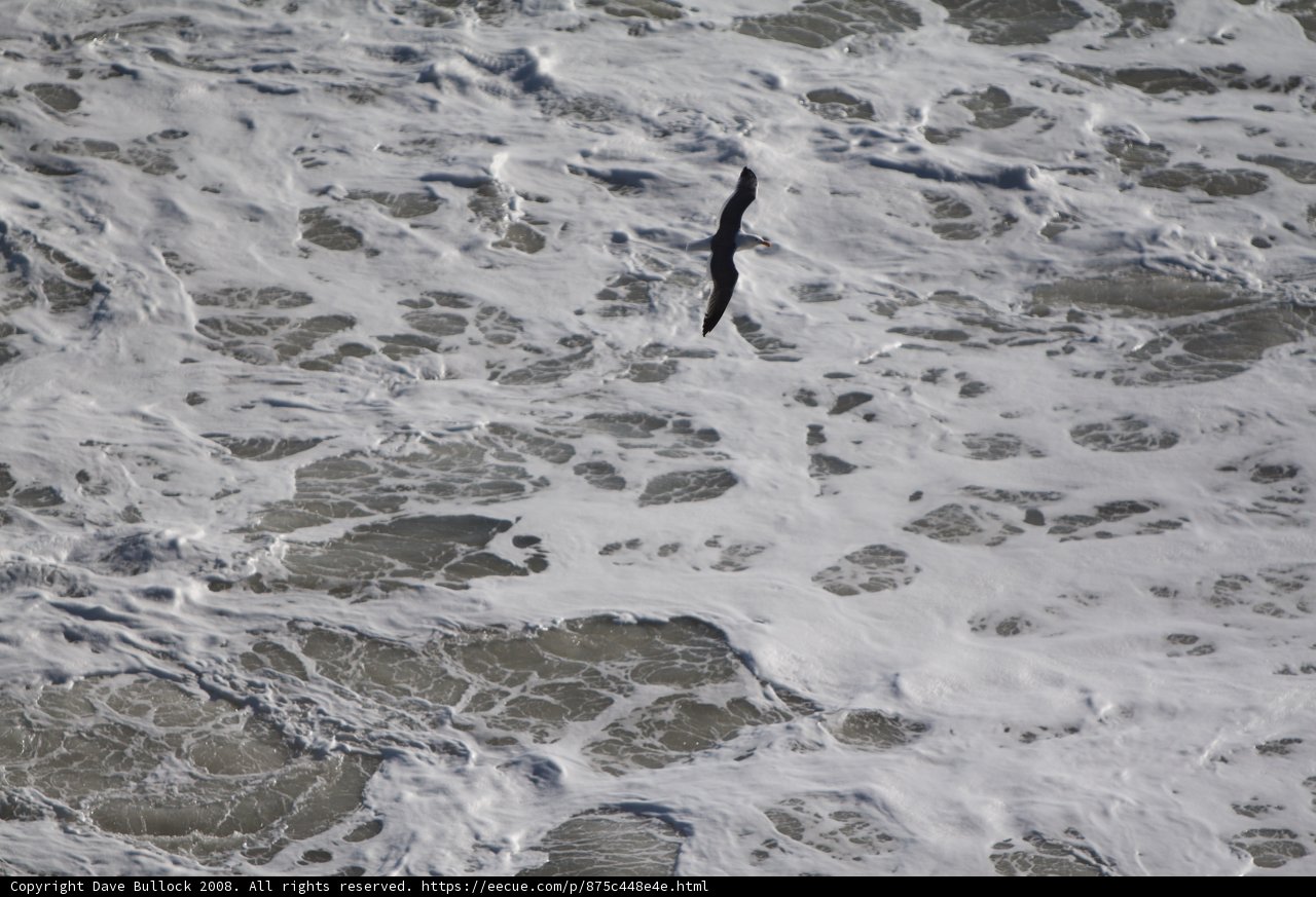 Soaring Above the Sea Waves