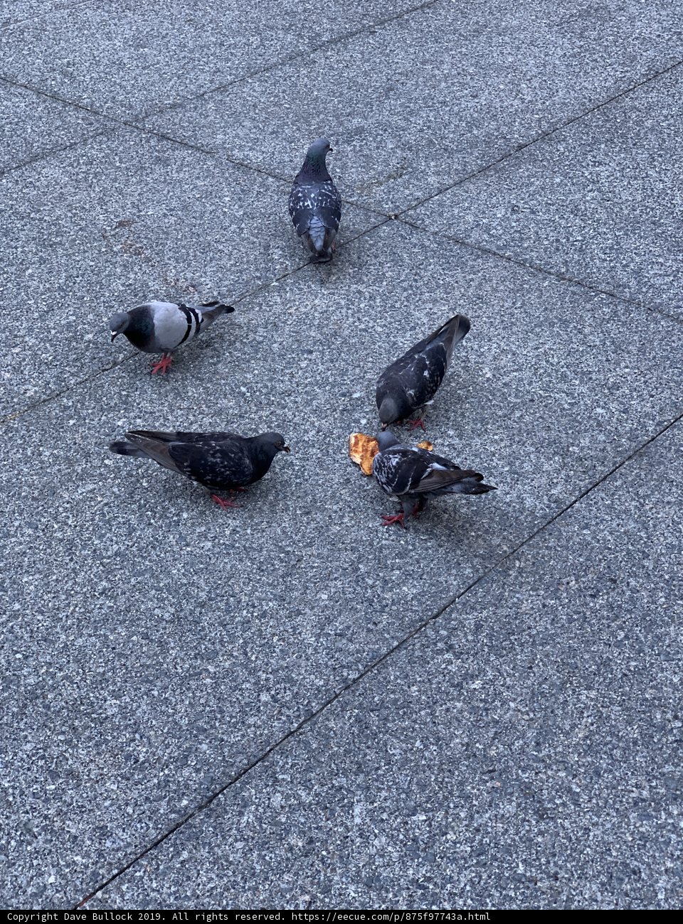 Pigeon Party at St. Patrick's Church