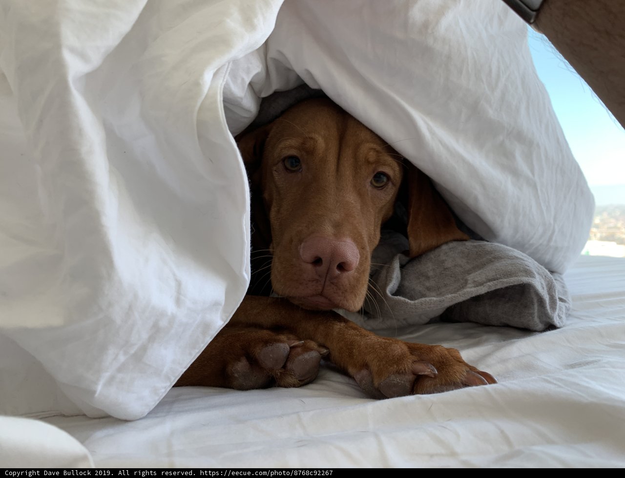 Comfy Canine Nap Time