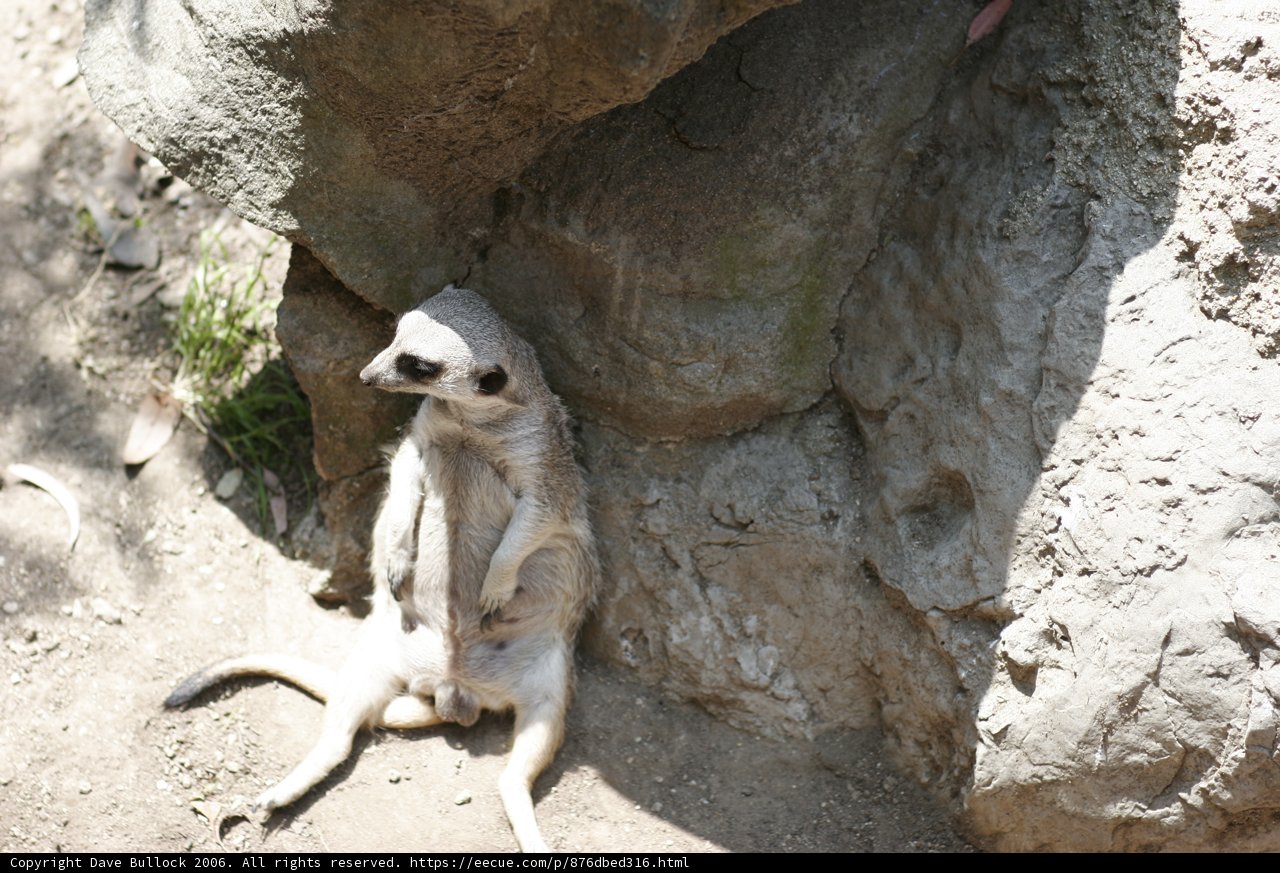 Meerkat Perched on a Rocky Throne