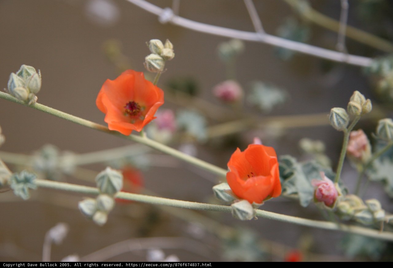 The Vibrant Orange Geranium Blossoms