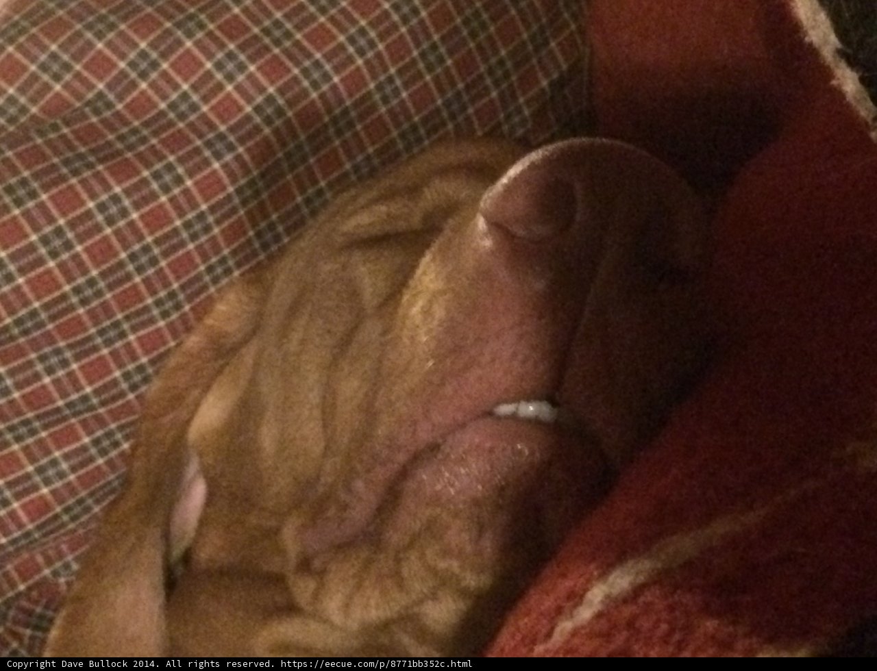Nap Time for this Canine Couch Potato