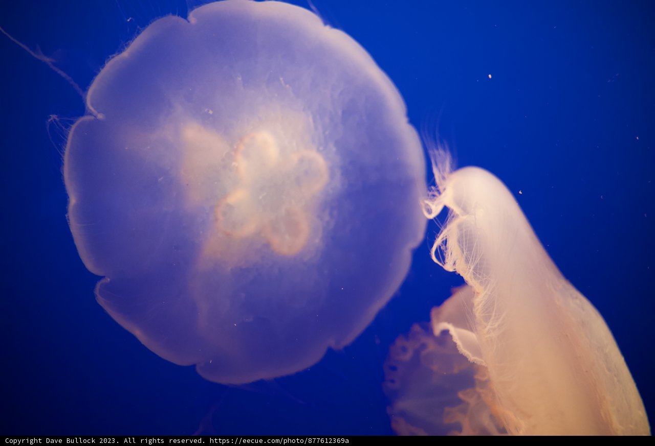 Ethereal Encounter: Jellyfish and Flower