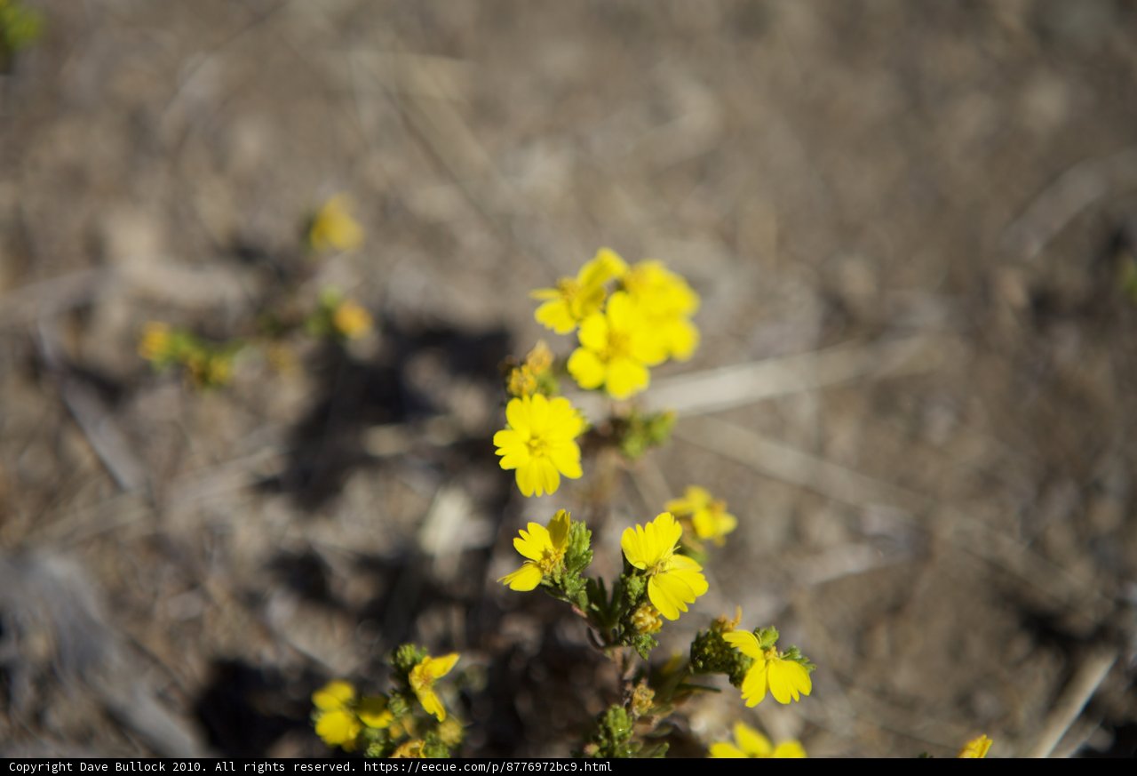 Blooming in the Desert