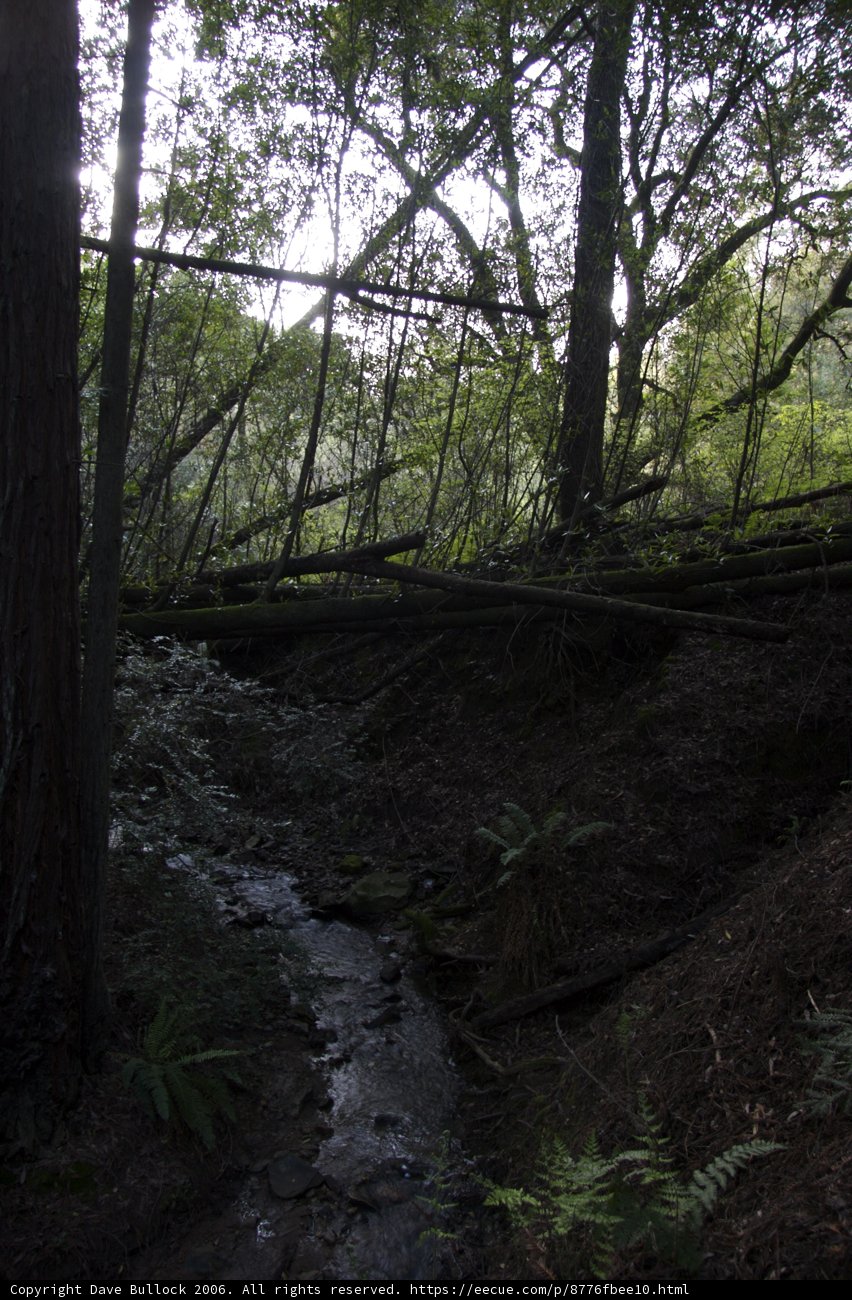 Serenity in the Forest