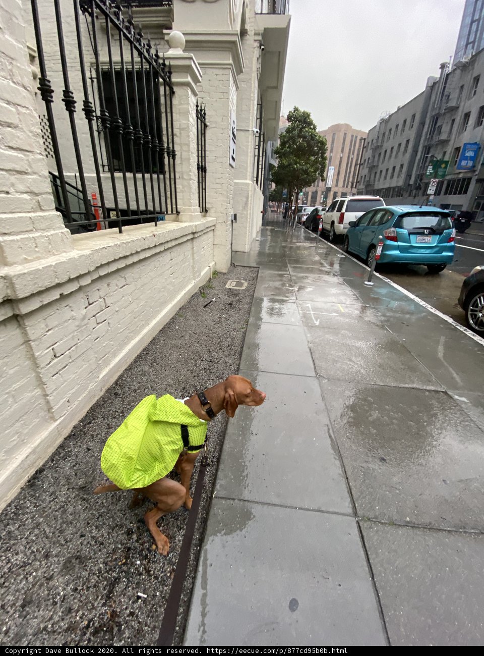 The Safest Pooch on the Block