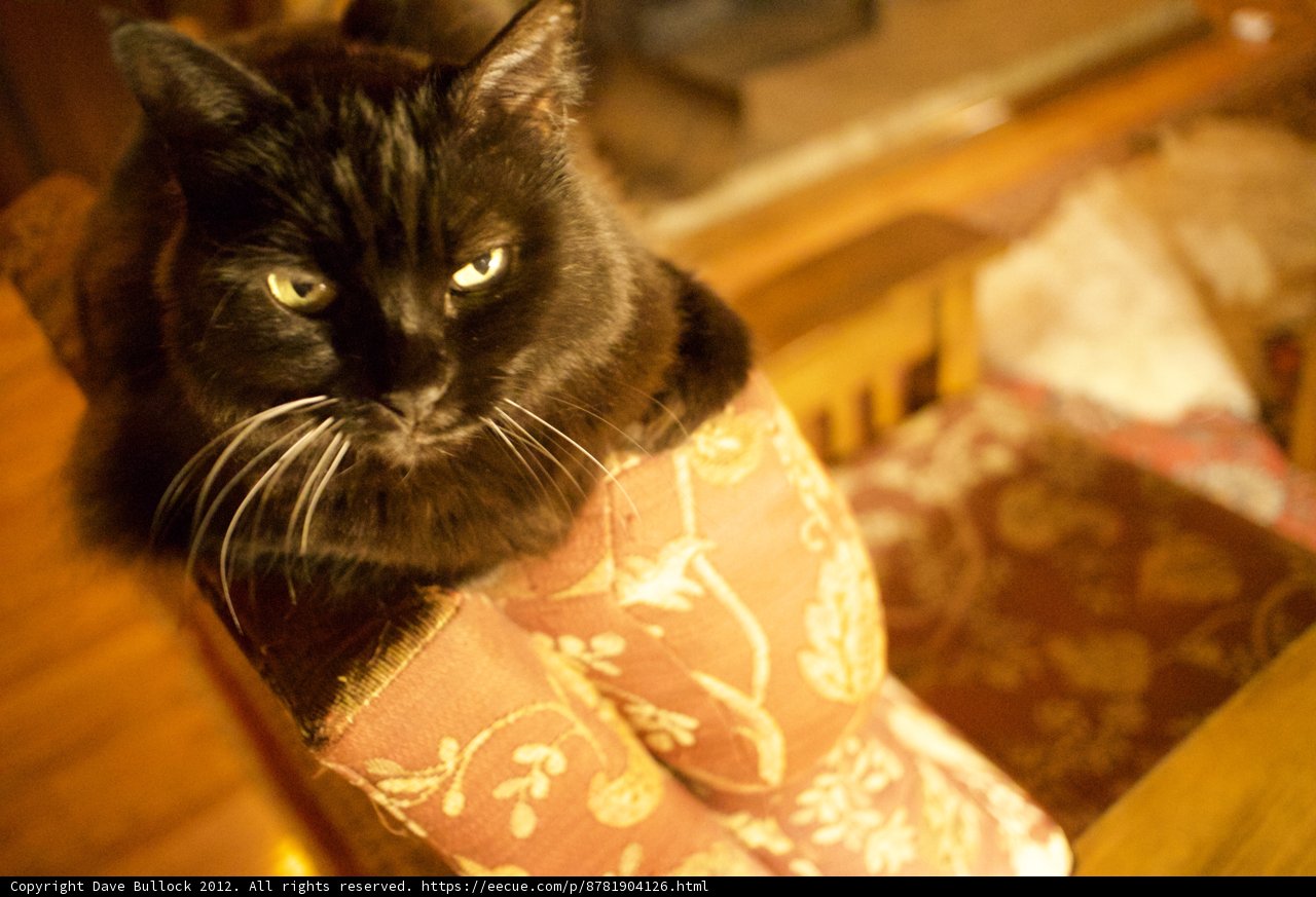 The Black Cat on the Wooden Chair