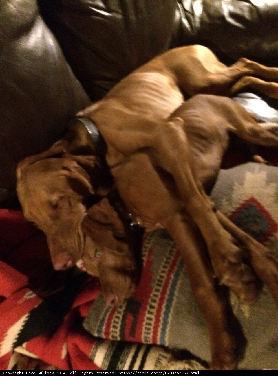 Puppy Pile