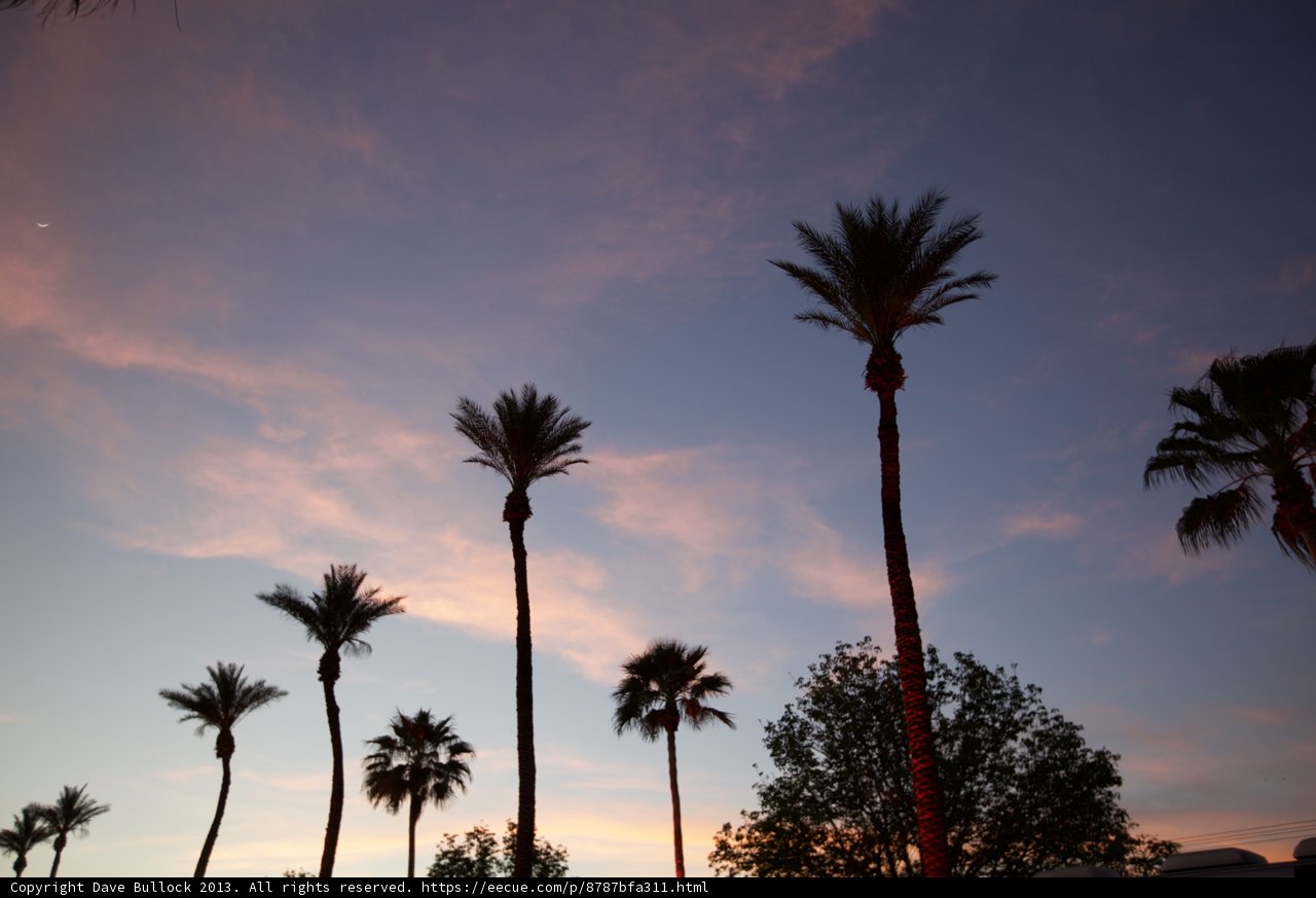 Sunset Palm Trees