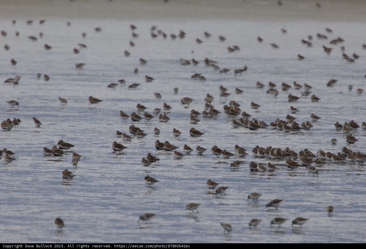 Dance of the Shorebirds