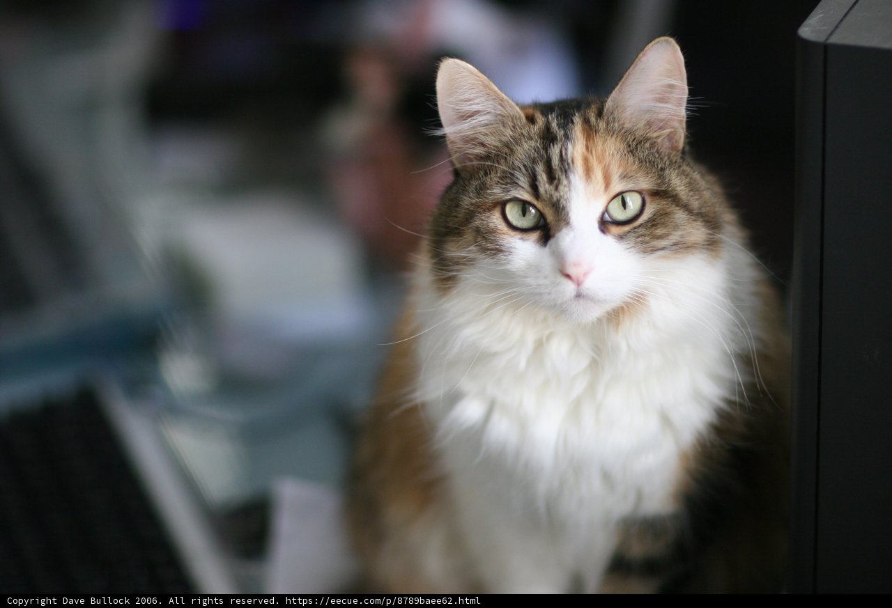 Office Assistant