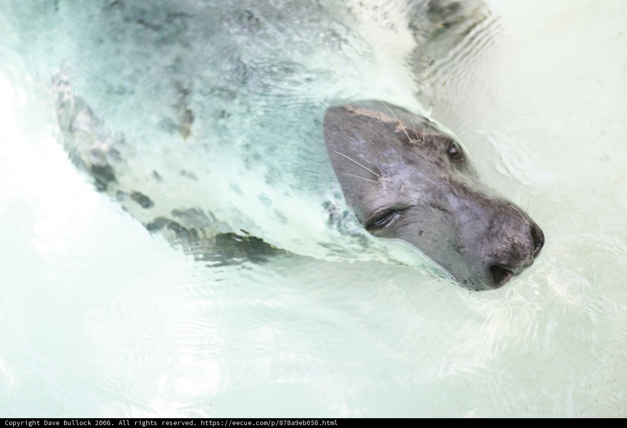 Graceful Seal in the Water