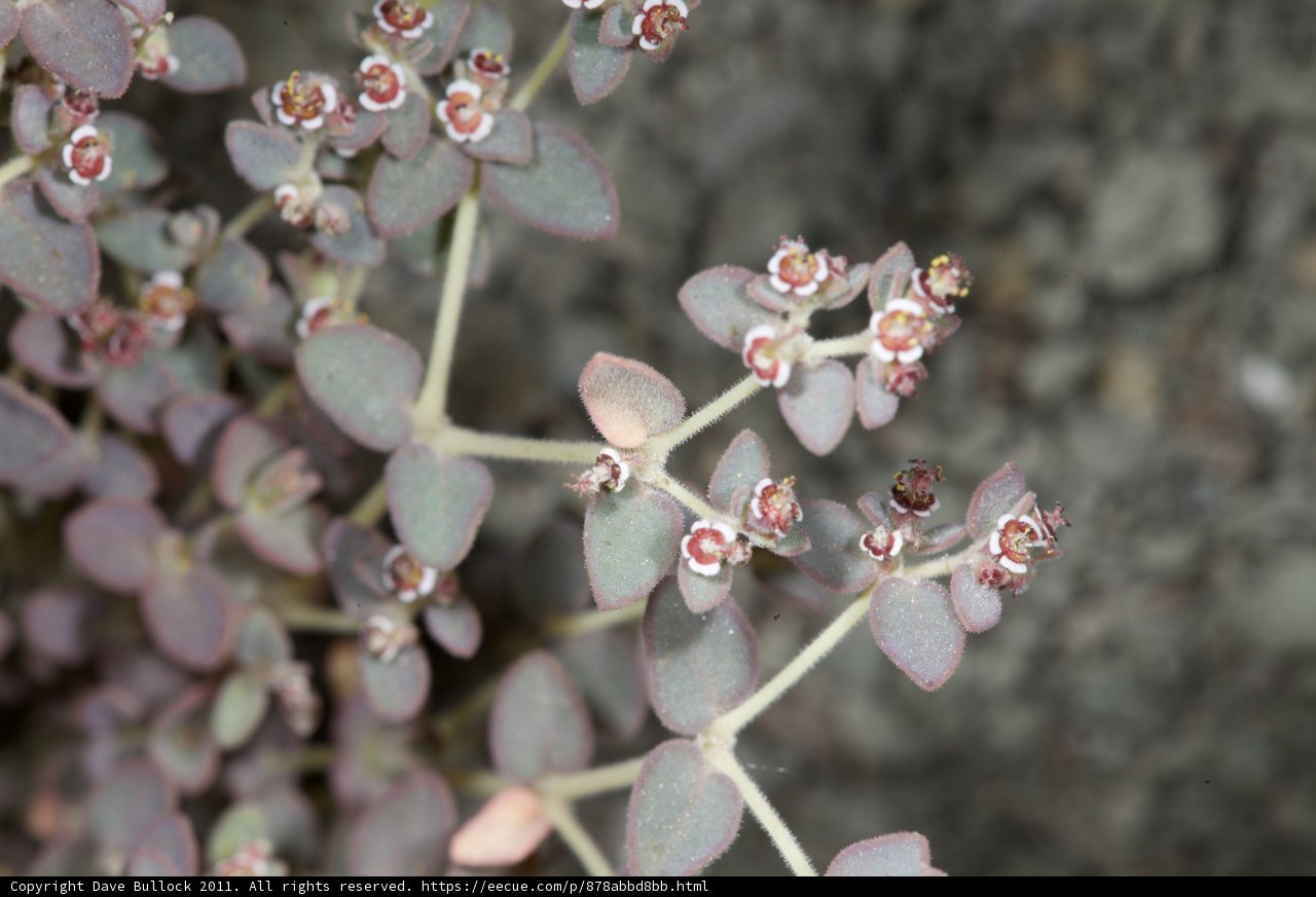 Delicate Amaranthaceae Blossoms