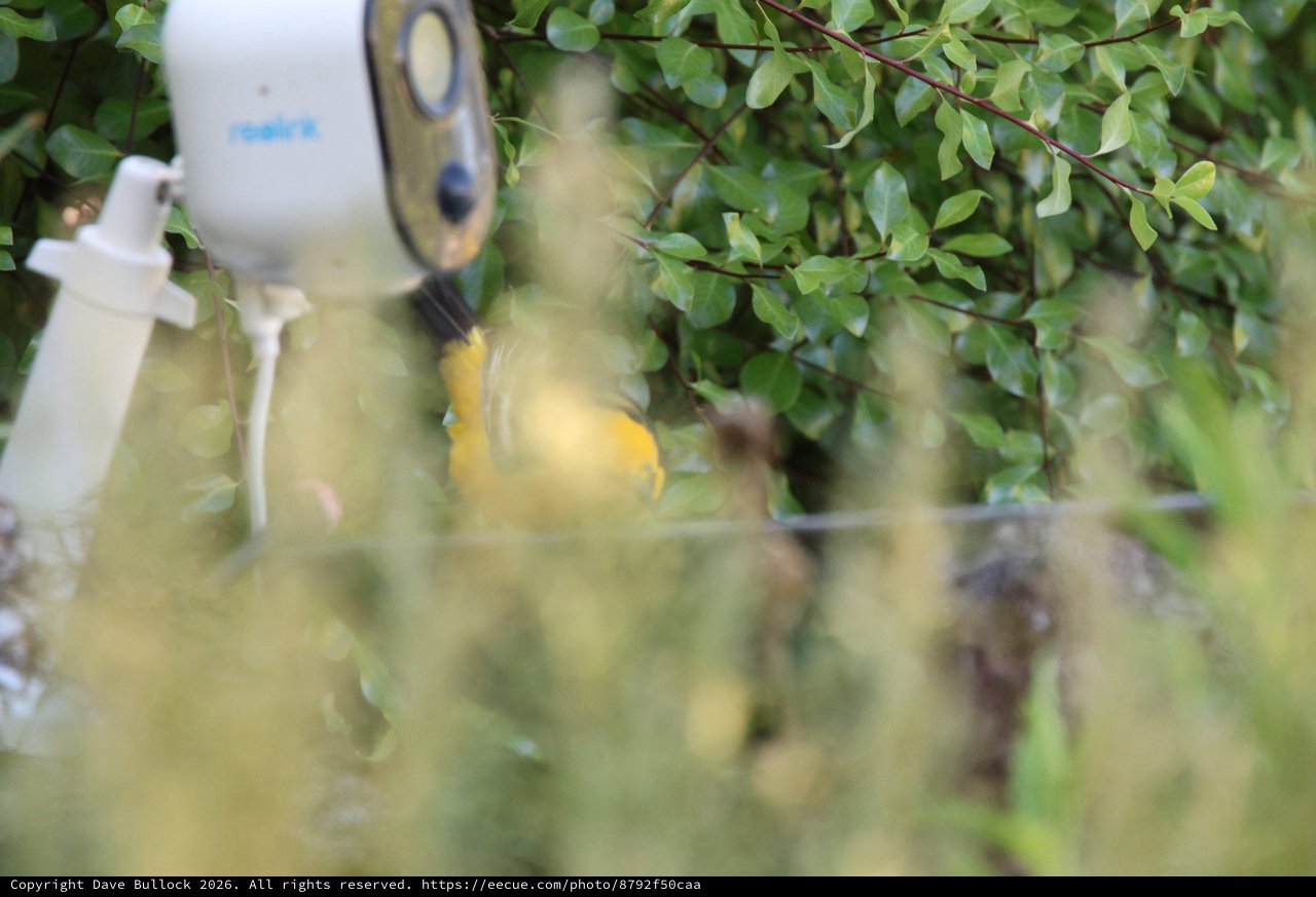Hooded Oriole Feeding Through Foliage at Dusk