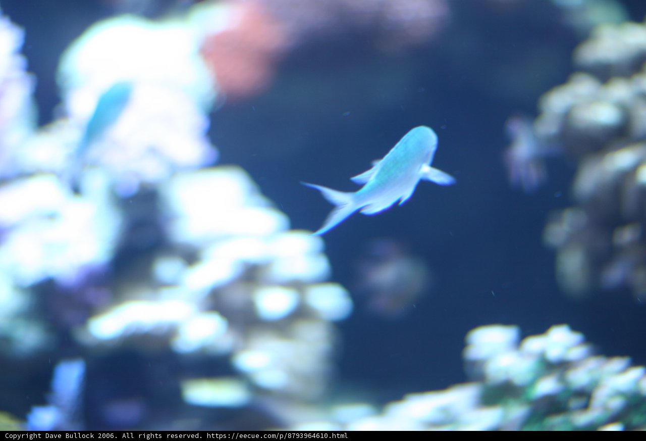 A Blue Fish in Its Underwater Paradise